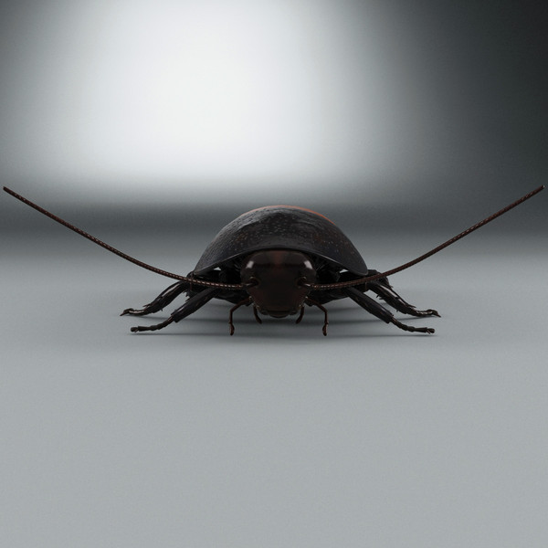 3d model madagascar hissing cockroach - Madagascar Hissing Cockroach... by 3d_molier