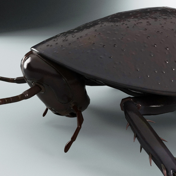 3d model madagascar hissing cockroach - Madagascar Hissing Cockroach... by 3d_molier