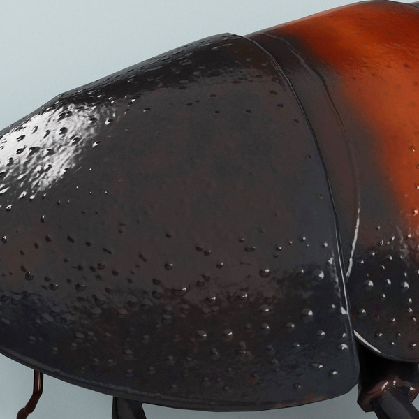 3d model madagascar hissing cockroach - Madagascar Hissing Cockroach... by 3d_molier