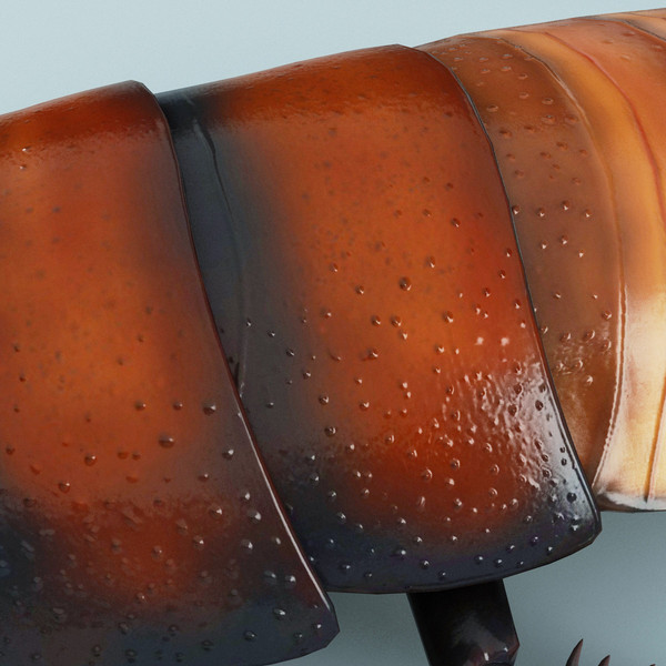 3d model madagascar hissing cockroach - Madagascar Hissing Cockroach... by 3d_molier