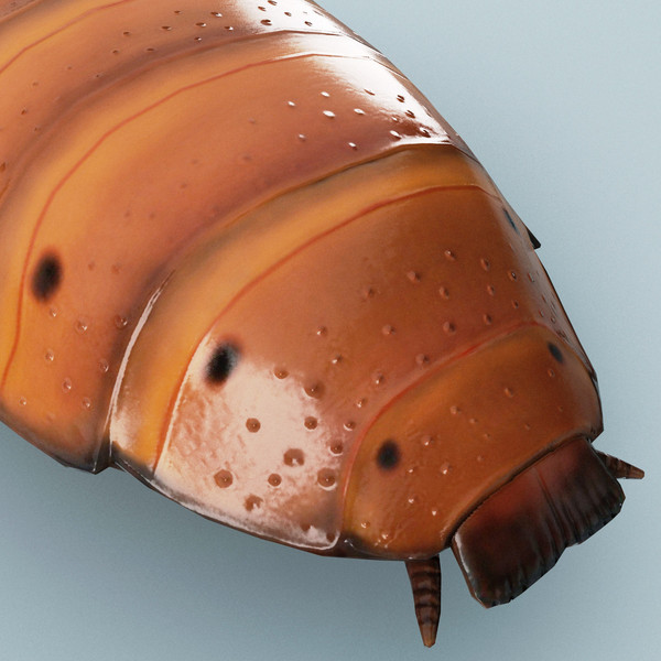 3d model madagascar hissing cockroach - Madagascar Hissing Cockroach... by 3d_molier