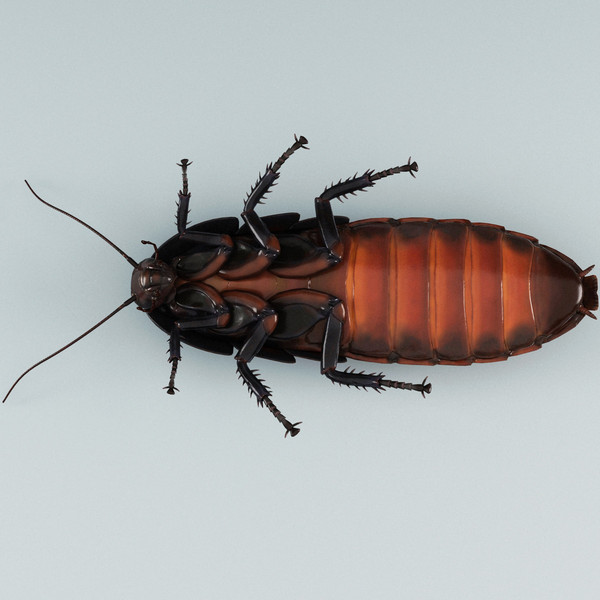 3d model madagascar hissing cockroach - Madagascar Hissing Cockroach... by 3d_molier