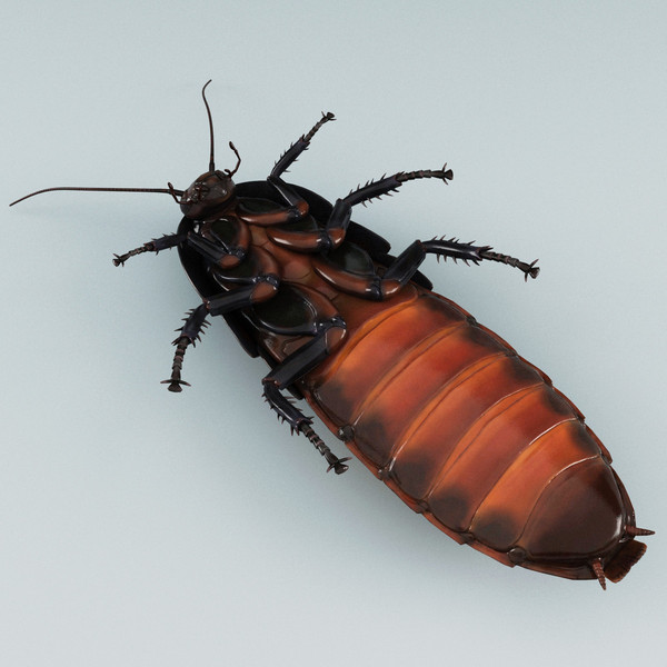 3d model madagascar hissing cockroach - Madagascar Hissing Cockroach... by 3d_molier
