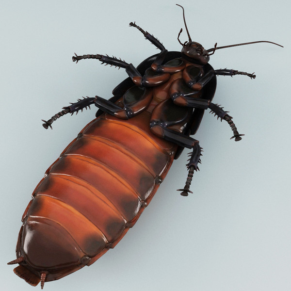 3d model madagascar hissing cockroach - Madagascar Hissing Cockroach... by 3d_molier