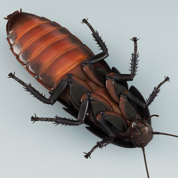 3d model madagascar hissing cockroach - Madagascar Hissing Cockroach... by 3d_molier