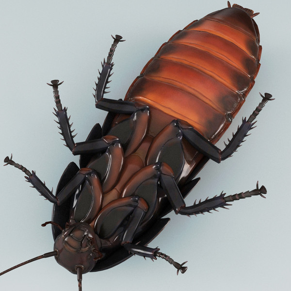 3d model madagascar hissing cockroach - Madagascar Hissing Cockroach... by 3d_molier