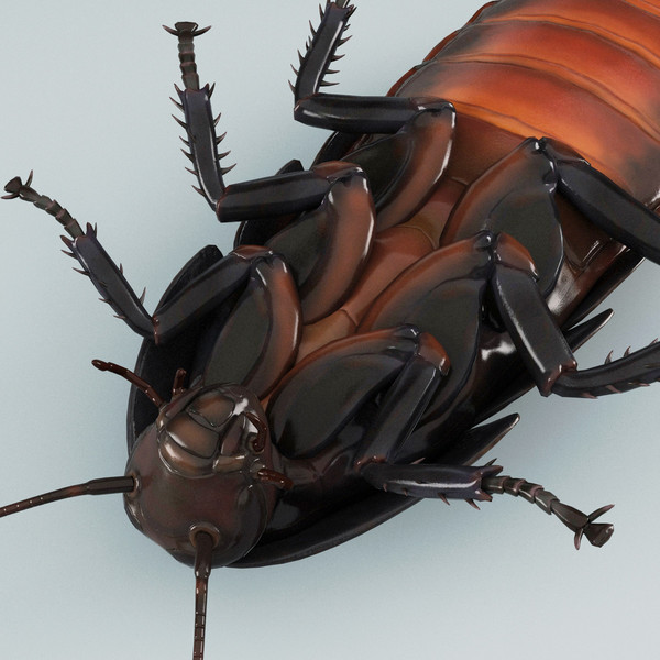 3d model madagascar hissing cockroach - Madagascar Hissing Cockroach... by 3d_molier