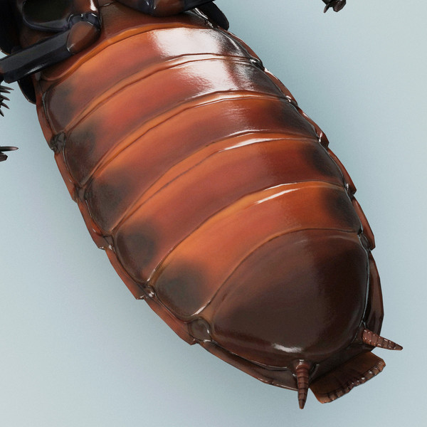3d model madagascar hissing cockroach - Madagascar Hissing Cockroach... by 3d_molier