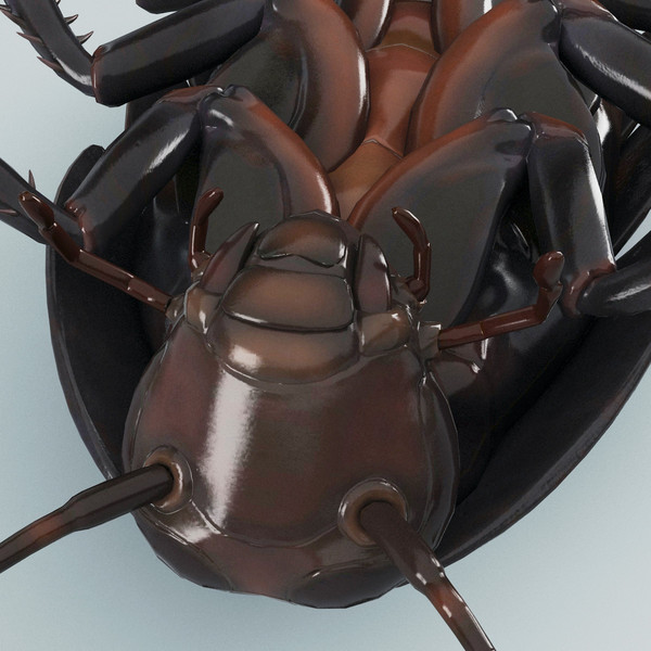 3d model madagascar hissing cockroach - Madagascar Hissing Cockroach... by 3d_molier