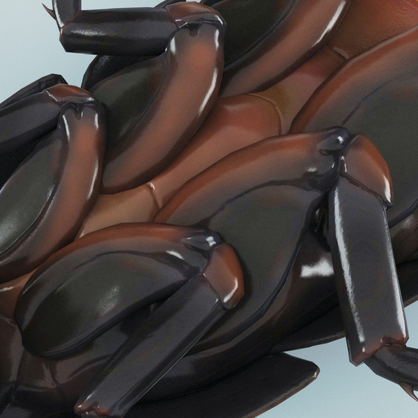 3d model madagascar hissing cockroach - Madagascar Hissing Cockroach... by 3d_molier