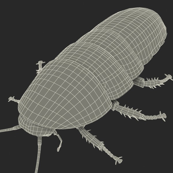 3d model madagascar hissing cockroach - Madagascar Hissing Cockroach... by 3d_molier