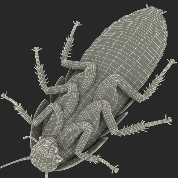 3d model madagascar hissing cockroach - Madagascar Hissing Cockroach... by 3d_molier