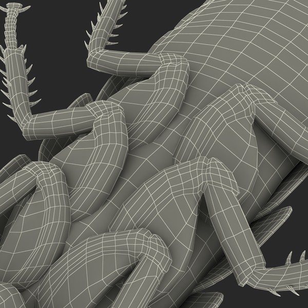 3d model madagascar hissing cockroach - Madagascar Hissing Cockroach... by 3d_molier