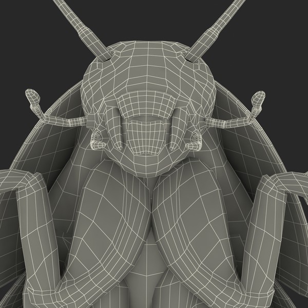 3d model madagascar hissing cockroach - Madagascar Hissing Cockroach... by 3d_molier