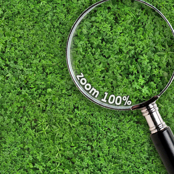 Grass Textures 1024x1024 vol.1