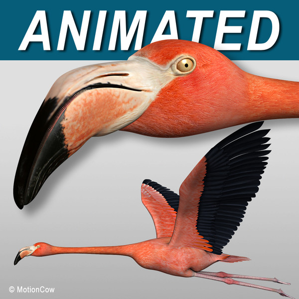 maya realistic flying flamingo - Flamingo ( Flying )... by MotionCow