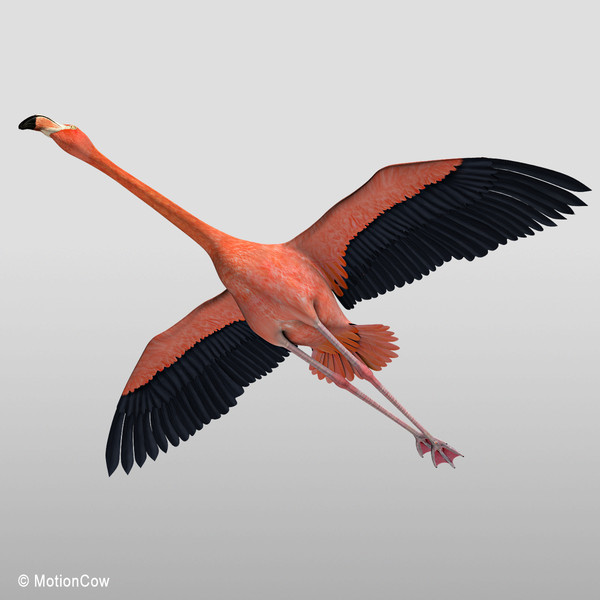 maya realistic flying flamingo - Flamingo ( Flying )... by MotionCow