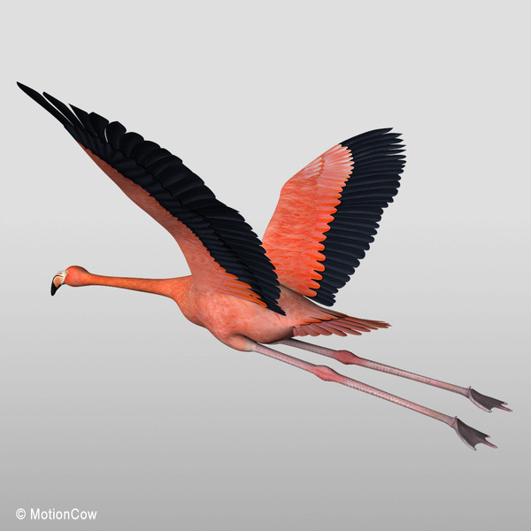 maya realistic flying flamingo - Flamingo ( Flying )... by MotionCow