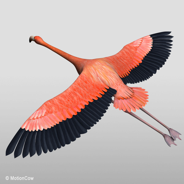 maya realistic flying flamingo - Flamingo ( Flying )... by MotionCow