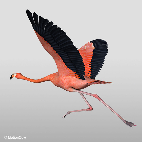 maya realistic flying flamingo - Flamingo ( Flying )... by MotionCow