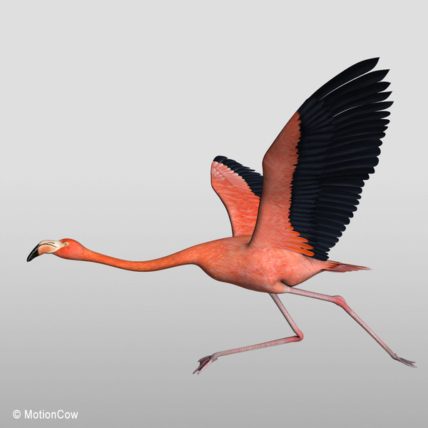 maya realistic flying flamingo - Flamingo ( Flying )... by MotionCow