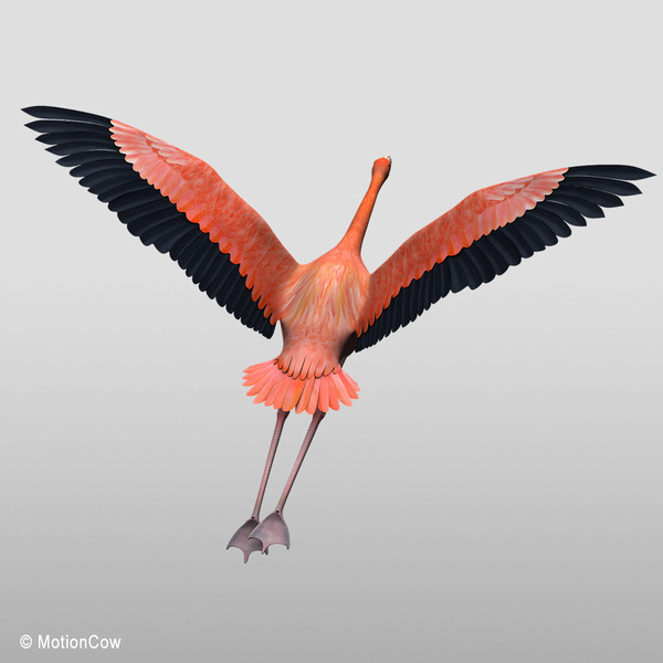 maya realistic flying flamingo - Flamingo ( Flying )... by MotionCow