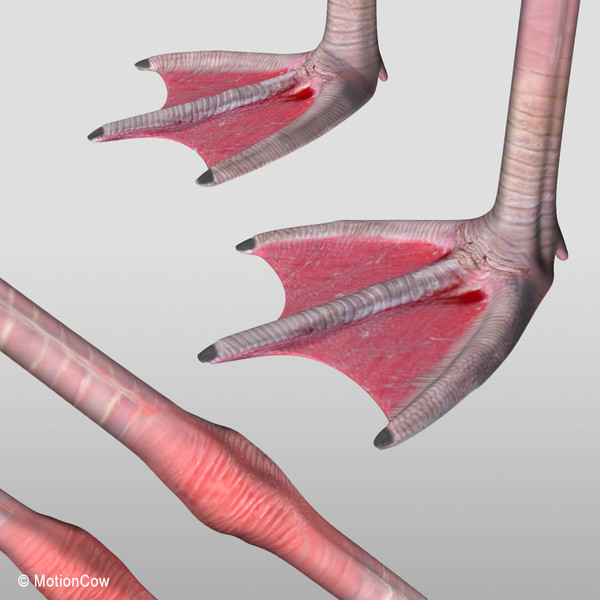 maya realistic flying flamingo - Flamingo ( Flying )... by MotionCow