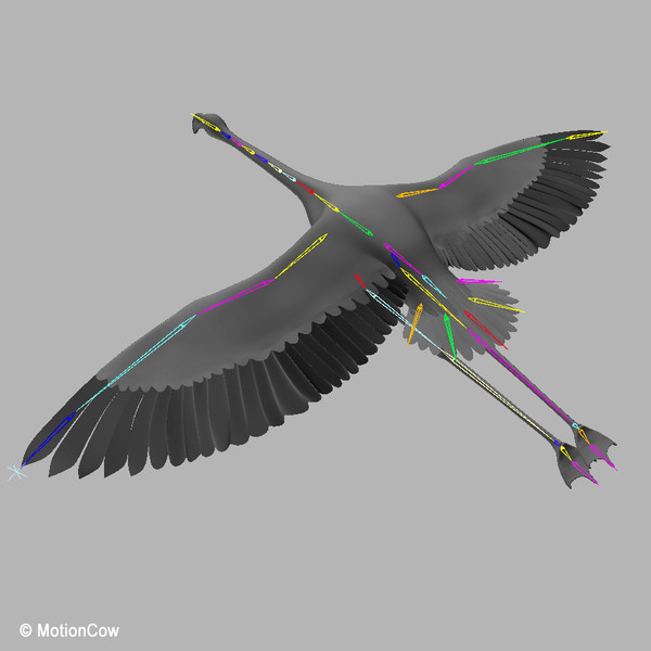 maya realistic flying flamingo - Flamingo ( Flying )... by MotionCow