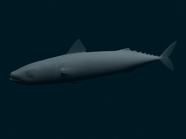 3ds max mackerel - Mackerel by 3dsam79