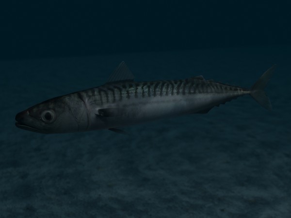 3ds max mackerel - Mackerel by 3dsam79
