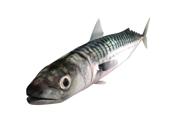 3ds max mackerel - Mackerel by 3dsam79