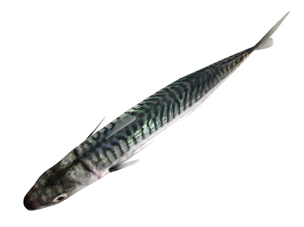 3ds max mackerel - Mackerel by 3dsam79