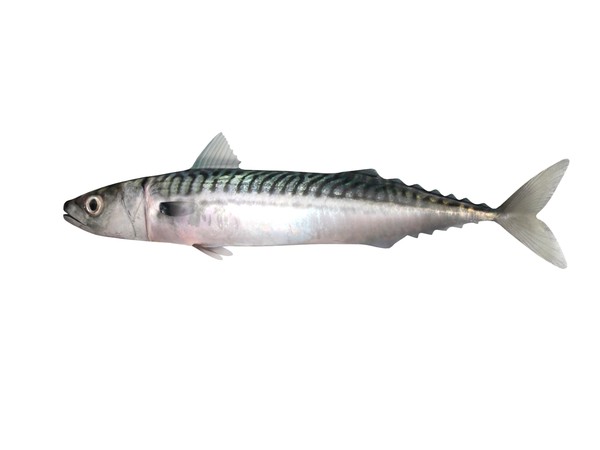 3ds max mackerel - Mackerel by 3dsam79