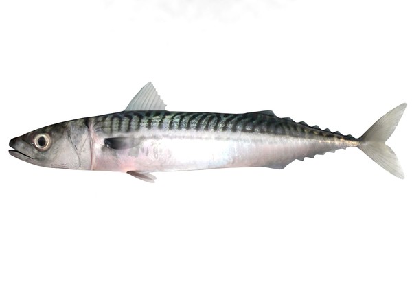 3ds max mackerel - Mackerel by 3dsam79