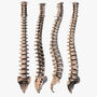 3d human spine anatomy model
