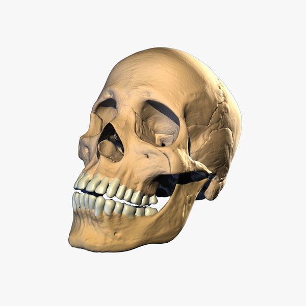 obj skull modeled highest - Uberskull 2.0 by paqart