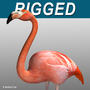 3d realistic flamingo