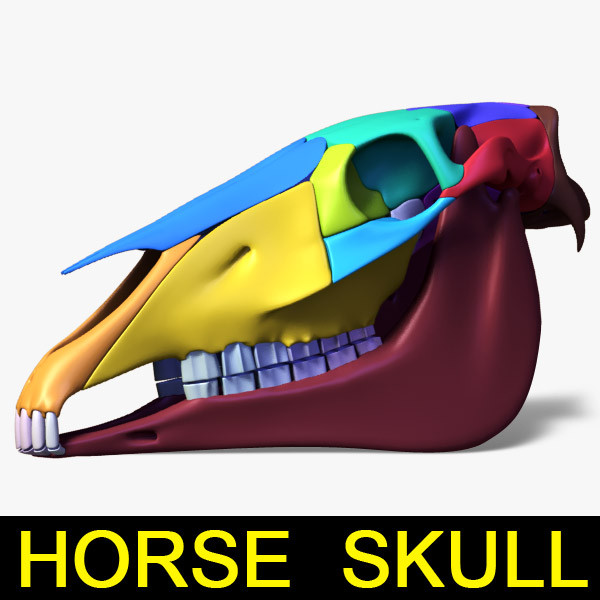 maya horse skull separated bones - Horse Skull with separated bones by leo3Dmodels