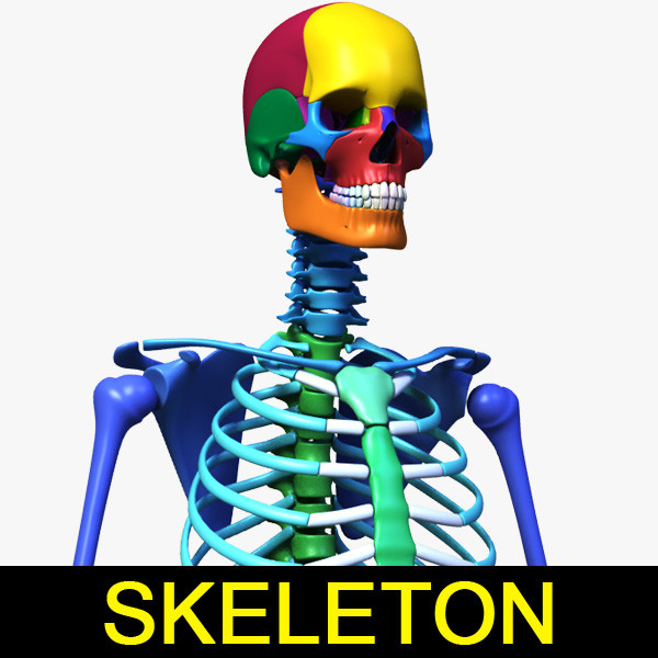 human skeleton separated bones 3d max - Human skeleton with separated bones by leo3Dmodels