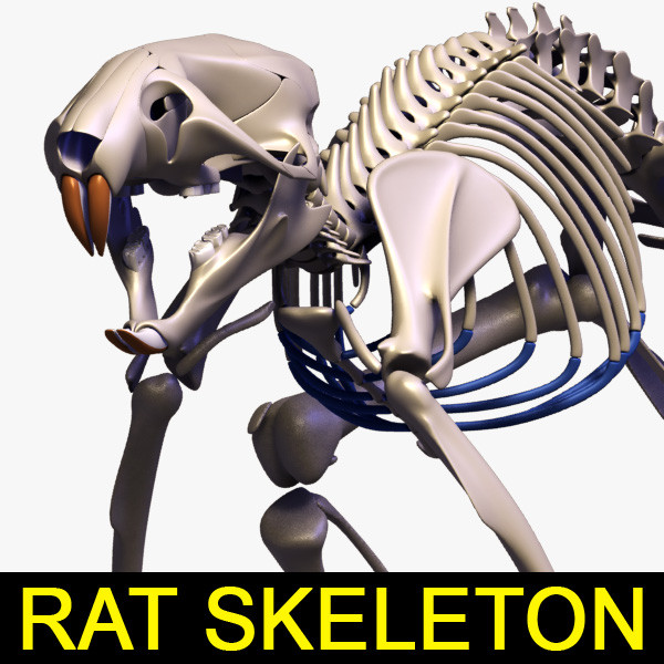 3d rat skeleton separated bones model - Rat skeleton with separated bones by leo3Dmodels