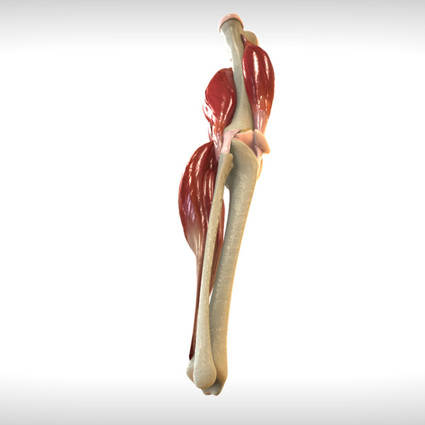3d human knee joint anatomy animation - Knee Joint Anatomy by digitallab3d