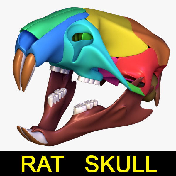 rat skull separated bones anatomy 3d model - Rat skull with separated bones by leo3Dmodels