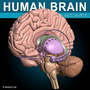3d model human brain