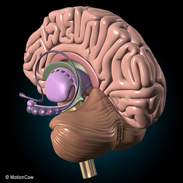 3d model human brain - Human Brain Ultimate... by MotionCow