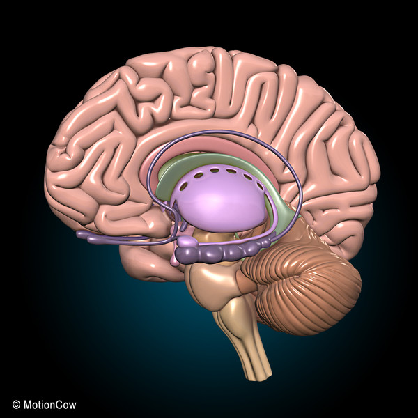 3d model human brain - Human Brain Ultimate... by MotionCow