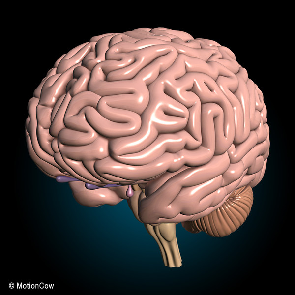 3d model human brain - Human Brain Ultimate... by MotionCow