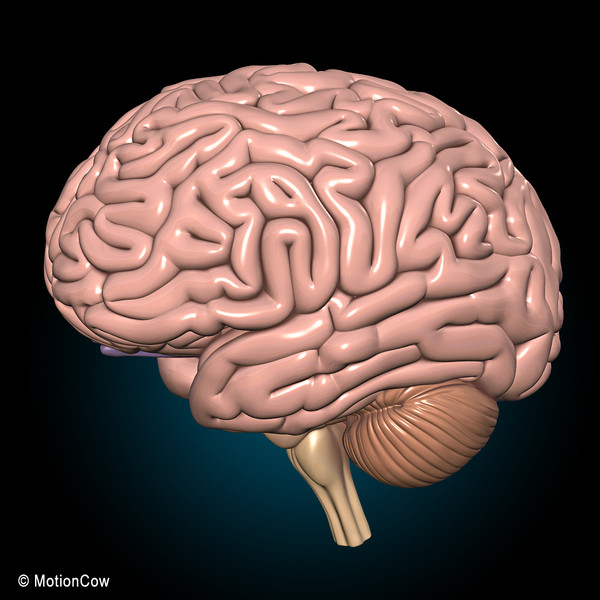 3d model human brain - Human Brain Ultimate... by MotionCow