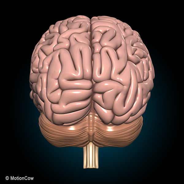 3d model human brain - Human Brain Ultimate... by MotionCow