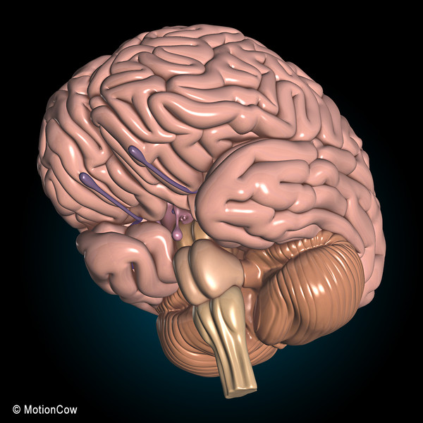 3d model human brain - Human Brain Ultimate... by MotionCow