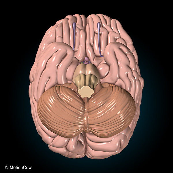 3d model human brain - Human Brain Ultimate... by MotionCow